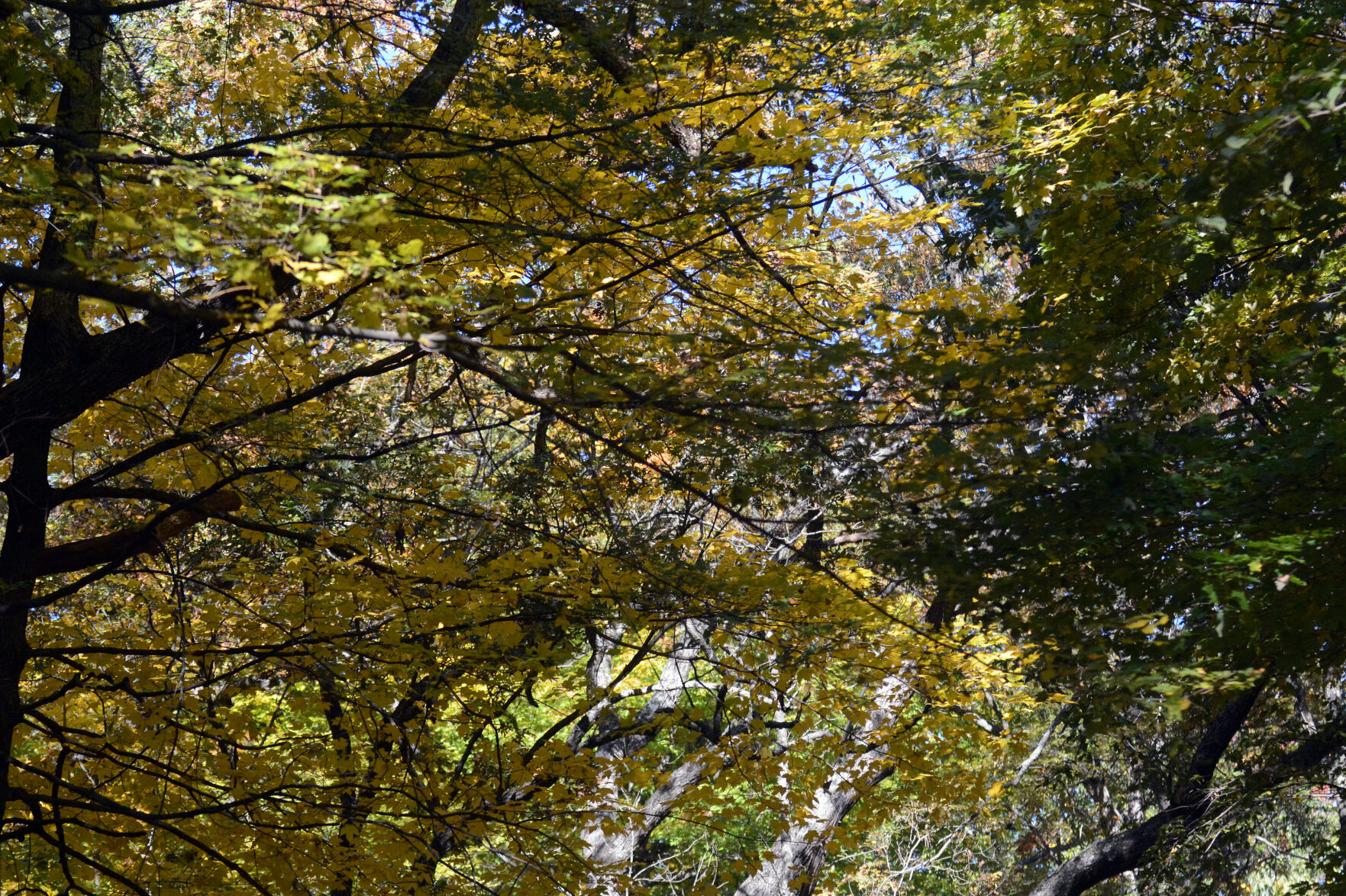 Baraboo area fall color, Oct. 8, 2020